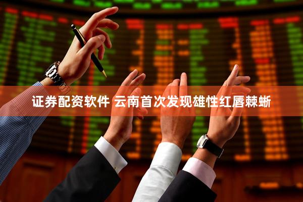 证券配资软件 云南首次发现雄性红唇棘蜥